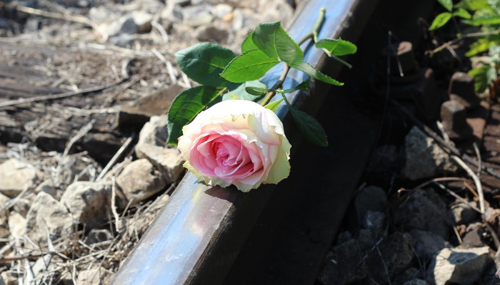 Eine Rose die auf einer Zugschiene liegt