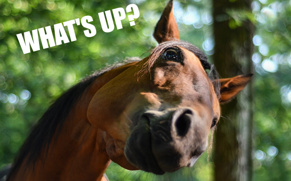 Ein Meme Bild auf dem ein Pferd den Kopf schräg hällt und sagt "What's up?"